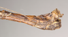 CollectionObject 1563139; 0872858b-3c8b-4f76-ab9a-0476d53970bf: copyright Natural History Museum, London. male: end of abdomen, lateral view of Oxyartes lamellatus (paralectotype). (CollectionObject).;CollectionObject 1563140; e690f7dd-2212-4cc5-a841-85c694de7525: copyright Natural History Museum, London. male: end of abdomen, lateral view of Oxyartes lamellatus (paralectotype). (CollectionObject).