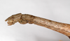 CollectionObject 1559630; b7d92340-2c1b-49ff-9d01-0c91addb426e: copyright ZMB, Berlin. female: head & part thorax, lateral view (syntype). (CollectionObject).
