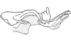 Atopacris manabiensis Amédégnato & Poulain, 1998: Fig. 54. Endophallus. (Otu).
