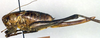 CollectionObject 1567301; c8b0b881-5f81-4e0b-8be4-cf3ec435ed83: female, lateral view (allotype of Pholidoptera brachynota). (CollectionObject).
