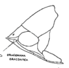 Habitus, lateral view on Dragonana dracontea (Gibson, 1919): (Observation).