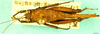 CollectionObject 1505135; b492c40b-5b1d-4c75-8b57-b4ec135a1eb1: male, dorsal view. (CollectionObject).