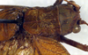 CollectionObject 1500608; 195d9e36-1b3d-4545-bb1f-167f8f4800d0, DORSA BTtroamyHTM: male pronotum, dorsal view (holotype). (CollectionObject).