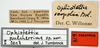 CollectionObject 1581858; 716bcb35-9a55-4c80-b14c-1d7d11047c54: female, labels (paratype). (CollectionObject).
