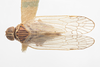 Habitus, dorsal view: !! display not done !! on Oecleus delongi Caldwell, 1944: (Observation).