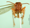 CollectionObject 1501263; a8d94a16-97fb-4798-8a57-77d5eb7f3a25: male, frontal view (holotype). (CollectionObject).