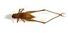 CollectionObject 1475673; 01aea218-51dc-4993-9b8c-0a42bbd86e4a: male, dorsal view (syntype). (CollectionObject).