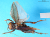 CollectionObject 1584268; f8be15bc-8d9e-42e7-8f3d-0fc39050d664: female, dorsal view (paralectotype). (CollectionObject).