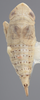 Habitus, dorsal view on Athysanella (Gladionura) libera Ball & Beamer, 1940: Dorsal. (Observation).
