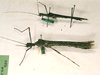 CollectionObject 1558677; 5b738a66-2299-4ccb-b53a-fa0acc4ad71f: copyright SMTD, Dresden. male and female of synonym Euphasma bicorne, lateral view (paralectotypes). (CollectionObject).;CollectionObject 1558678; 673ae591-9c09-4afc-974a-59600ace5bb0: copyright SMTD, Dresden. male and female of synonym Euphasma bicorne, lateral view (paralectotypes). (CollectionObject).