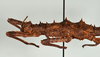 CollectionObject 1557494; 0d03674a-ddd1-4b95-b1d9-146dea69e66f: copyright USNM, Washington. (CollectionObject).