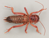 CollectionObject 1517603; 984f272c-ce3e-4346-8714-01ca5a090ef1, NHMUK015982078: Stenopelmatus piceiventris. female, dorsal view (holotype). (CollectionObject).