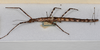 CollectionObject 1570615; d9aa3d1a-177a-437b-b345-31a4d536858d: copyright CMNZ, New Zealand. female of synonym Acanthoxyla speciosa (paratype). (CollectionObject).