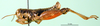 CollectionObject 1501308; 55098bdc-770b-4714-92b2-4bb5f70d5296, DORSA BA000872S01: male, lateral view (holotype). (CollectionObject).