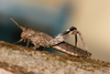 FieldOccurrence 353; f0a03ce1-105a-45a7-aeaa-452f82e909df; Tanzania
eastern slopes Mount Kilimanjaro, 2013/10/??: female, lateral view. (FieldOccurrence).