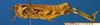 CollectionObject 1565652; 1a1186fb-dbef-4b1b-b7a9-7456ebc56fd3: female, lateral view (paratype). (CollectionObject).