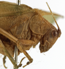 CollectionObject 1529754; e4ce7714-bd75-4246-8cb9-7600b9b091e0: male pronotum, lateral view (holotype). (CollectionObject).