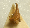 CollectionObject 1516789; 593d6b97-417c-414f-831d-0f27aa4a3604: male cercus (syntype of Ephippiger seoanei). (CollectionObject).