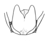 Ceuthophilus (Hemiudeopsylla) hesperus hesperus Hubbell, 1936: Fig. 787. Subgenital plate (male). (Otu).