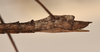 CollectionObject 1560692; 5e9dcdef-0a1d-4b44-afb2-d83916b4a61c: copyright UMO. female: end of abdomen, lateral view (holotype). (CollectionObject).