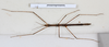 CollectionObject 1557775; 6187484c-f221-4886-b8cf-5572bedf841e: copyright MHNG, Geneva. female, dorsal view (holotype). (CollectionObject).
