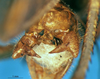 CollectionObject 1572409; b45841bd-b170-4c4b-aa5d-0e12b4390fe1: male cerci. (CollectionObject).