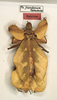 CollectionObject 1561214; feaeeafb-add9-4df9-ad36-79567a93f5eb: copyright ZMUH, Hamburg. female Phyllium frondosum (holotype). (CollectionObject).