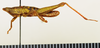 CollectionObject 1571030; fa55817f-d900-4cea-848a-8f0e5c6883fd: male, lateral view (paratype). (CollectionObject).