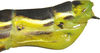 CollectionObject 1563848; 364100f8-9d9e-4eac-89c3-59294458775a: copyright O. Conle. female: end of abdomen, lateral view (paratype). (CollectionObject).;CollectionObject 1563849; b63a34f3-4e4e-47f5-b59c-fa1d1f375f11: copyright O. Conle. female: end of abdomen, lateral view (paratype). (CollectionObject).;CollectionObject 1563850; 72a260c7-dc05-4f24-98d1-642f23082df8: copyright O. Conle. female: end of abdomen, lateral view (paratype). (CollectionObject).