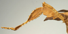 CollectionObject 1517478; 18f1e865-ef63-4592-8e0f-982a166072ef: female mid leg (holotype). (CollectionObject).