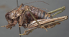 CollectionObject 1505908; 024587c5-ced4-463f-98f7-a18910712bb5: male, lateral view (holotype of Poecilimon greini). (CollectionObject).