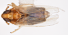 Habitus, dorsal view on Delphacodes shermani (Metcalf, 1923): (Observation).