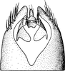Pygofer, dorsal view: Pygofer, dorsal view. (Observation).