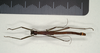 CollectionObject 1560709; 71a31e01-2952-4073-b56a-793134ecc899: copyright MIZ, Warsaw. male (holotype). (CollectionObject).