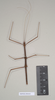 CollectionObject 1559502; NHMUK(SF IMPORT DUPLICATE) 844643, a6b8ea8a-81d5-4154-8cf0-2d6203f20fdb: copyright Natural History Museum, London. male (holotype). (CollectionObject).
