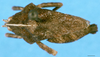 CollectionObject 1574689; 68086e0e-681d-4fa2-8fbc-b86ea9ed8bef, DORSA D034XM01: male, dorsal view (syntype). (CollectionObject).