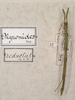 CollectionObject 1559964; 6428ac6f-2817-4b06-9bdc-f189e659a2ab: copyright St. Petersburg. male, dorsal view of synonym Myronides reductus (holotype). (CollectionObject).
