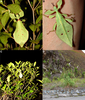 CollectionObject 1591589; ea35af0c-9bce-4762-8ec1-31ae6f9ade6b: copyright Jérome Constant. A Female in nature found in July 2014 in Bidoup Nui Ba N.P., Vietnam (paratype); B male nymph (paratype); C same female as in A but showing the host tree she was found on; D disturbed area along the road where the original stock was found with arrows pointing out host trees. (CollectionObject).;CollectionObject 1591590; 838bca4d-45f2-4bb9-8ff9-1a0407d01a6f: copyright Jérome Constant. A Female in nature found in July 2014 in Bidoup Nui Ba N.P., Vietnam (paratype); B male nymph (paratype); C same female as in A but showing the host tree she was found on; D disturbed area along the road where the original stock was found with arrows pointing out host trees. (CollectionObject).;CollectionObject 1591591; f6e944e5-72bc-40f1-9a71-c6a4a11c6fac: copyright Jérome Constant. A Female in nature found in July 2014 in Bidoup Nui Ba N.P., Vietnam (paratype); B male nymph (paratype); C same female as in A but showing the host tree she was found on; D disturbed area along the road where the original stock was found with arrows pointing out host trees. (CollectionObject).