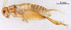 CollectionObject 1522843; 46e30413-6ac9-4b54-bb72-dd461b27ae97: Male, lateral view (holotype). (CollectionObject).