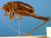 CollectionObject 1500379; 9fcdea08-b57b-4443-b1d2-b825b3071388: female, lateral view (holotype). (CollectionObject).
