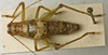 CollectionObject 1535064; 570c72b6-cbab-47b9-ba5a-d9e15438a81f: male, dorsal view (holotype). (CollectionObject).