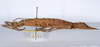 CollectionObject 1558667; 4c1283d3-5c69-48f0-907c-0a26541edf56: copyright ANSP. female, lateral view (paratype). (CollectionObject).;CollectionObject 1558668; 53b5e2cf-faaf-4cbc-9668-7322266d8aa3: copyright ANSP. female, lateral view (paratype). (CollectionObject).