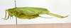 CollectionObject 1578432; 06d2a015-8696-4676-ba15-6fb865c41003: male lateral view. (CollectionObject).