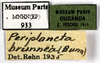 CollectionObject 1587384; MNHN(SF IMPORT DUPLICATE) MNHN-EP-EP933, 2fb15d54-7161-451a-9645-be7c6f21875b: CC BY-NC-ND 4.0/MNHN - Depraetere Marion - 2014. Non type, male. Specimen number: MNHN-EP-EP933. http://coldb.mnhn.fr/catalognumber/mnhn/ep/ep933. (CollectionObject).