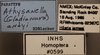 Other on Athysanella (Gladionura) andyi Blocker & Johnson, 1990: Labels. (Observation).
