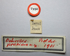 CollectionObject 1534027; 010c6ecf-2c00-49e4-bd3a-c9683d0a2c20: labels (holotype of Ochrophlebia proxima). (CollectionObject).