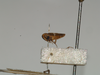 CollectionObject 1939361; 12be3fa2-7fe3-456b-a8af-1ca6719fe87d: (CollectionObject).