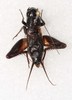 CollectionObject 1588817; 2e44eb99-62d2-4992-9bad-a88c8d69da90, CASENT 19277: male, dorsal view (holotype). (CollectionObject).