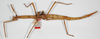CollectionObject 1558904; 9c70b5fc-dea5-48a6-8475-c1253c11dde2: copyright Leiden. female, lateral view (holotype). (CollectionObject).