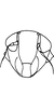 Head on Delospilopterus orthopeus Stiller, 2001: Face. (Observation).